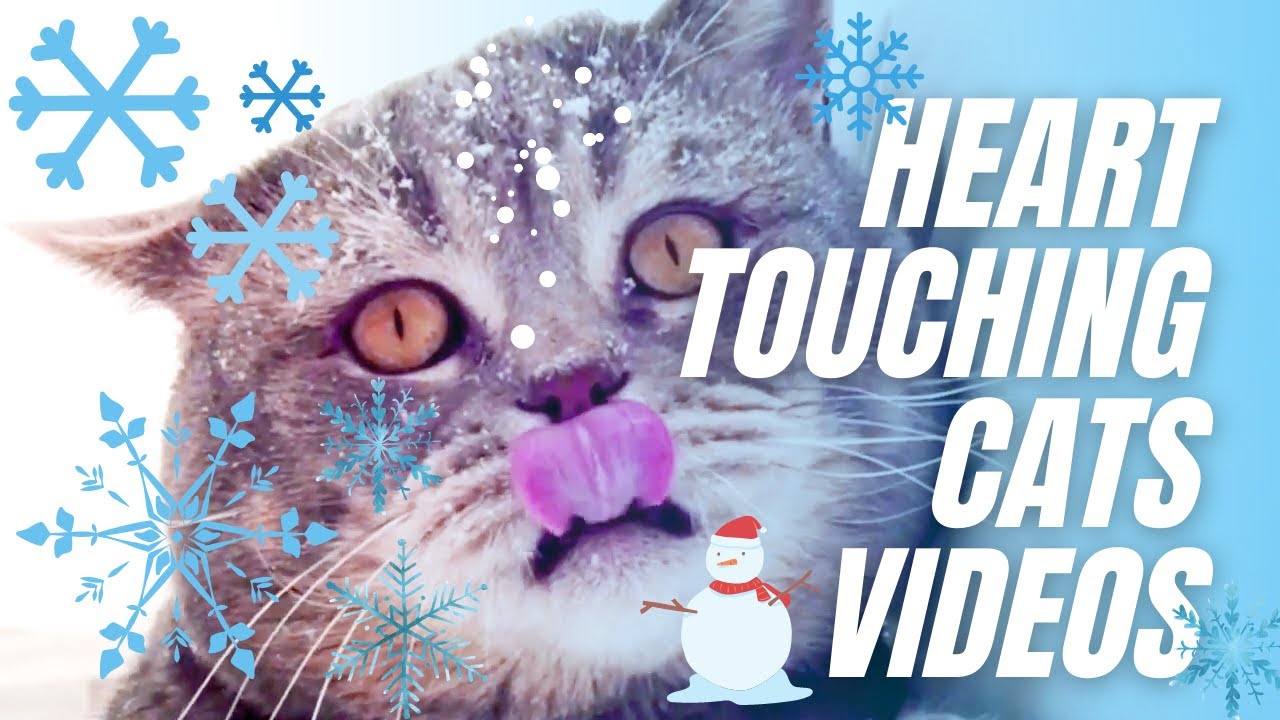 Heart Touching Cats Videos | Gray Cat In Snow