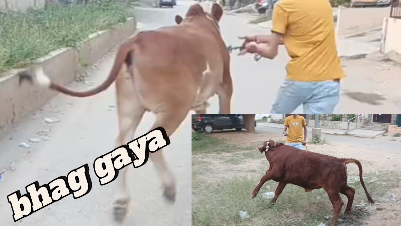 Tabahi vlog🔥Bosco bhag gaya 🤦sab ne ajj bohut masti ki❤️#qurbanvlogs #cow #farmlife #rajabfaimly 