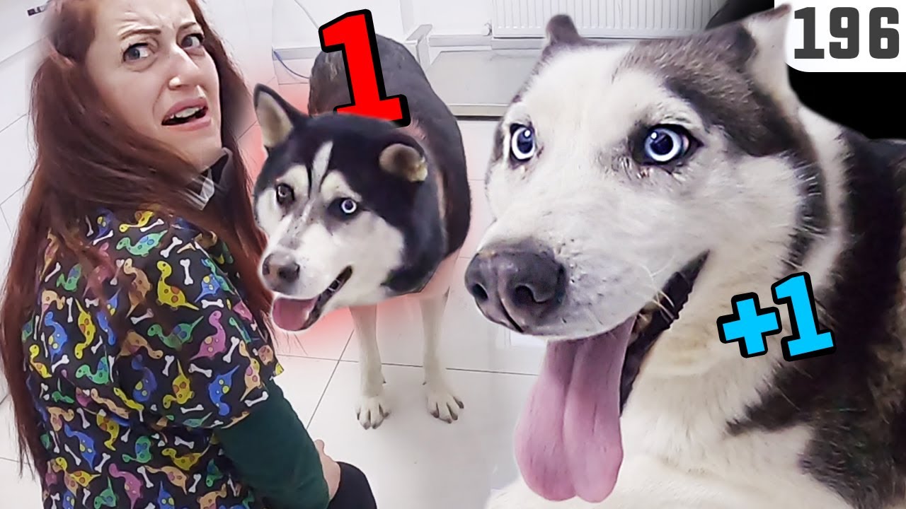 1 HUSKY Alana 1 HUSKY BEDAVA 😆 Promosyonu ile gelen Husky Köpek Kardeşler BUZ ve ARON @DoBiDa 196
