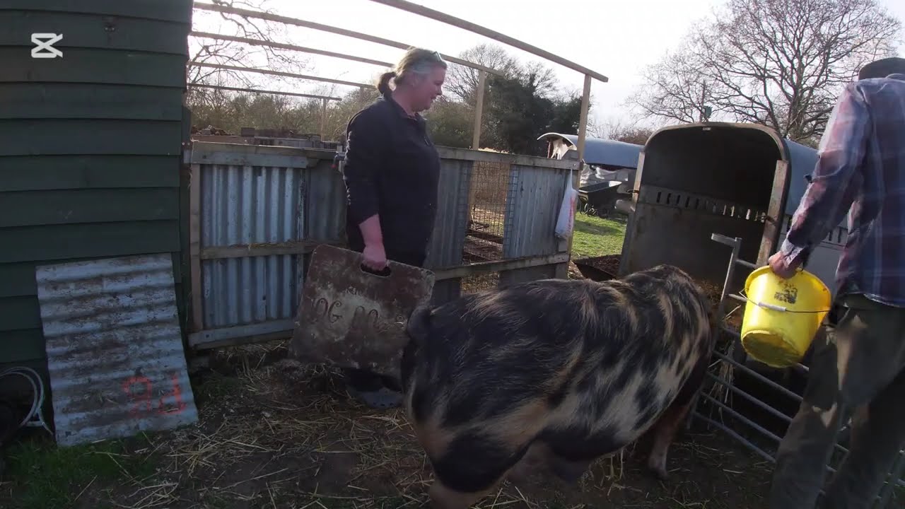 Weaning Oxford sandy and black piglets removal of sow to summer quarters.