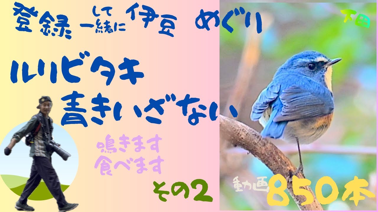鳴き　食べ　佇む　ルリビタキの日