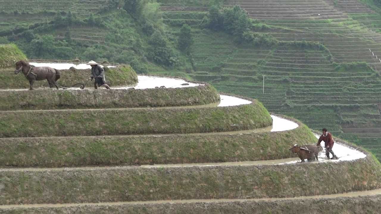 Longji Terraces, South West of China  #1...龙脊梯田，南中国西部＃1