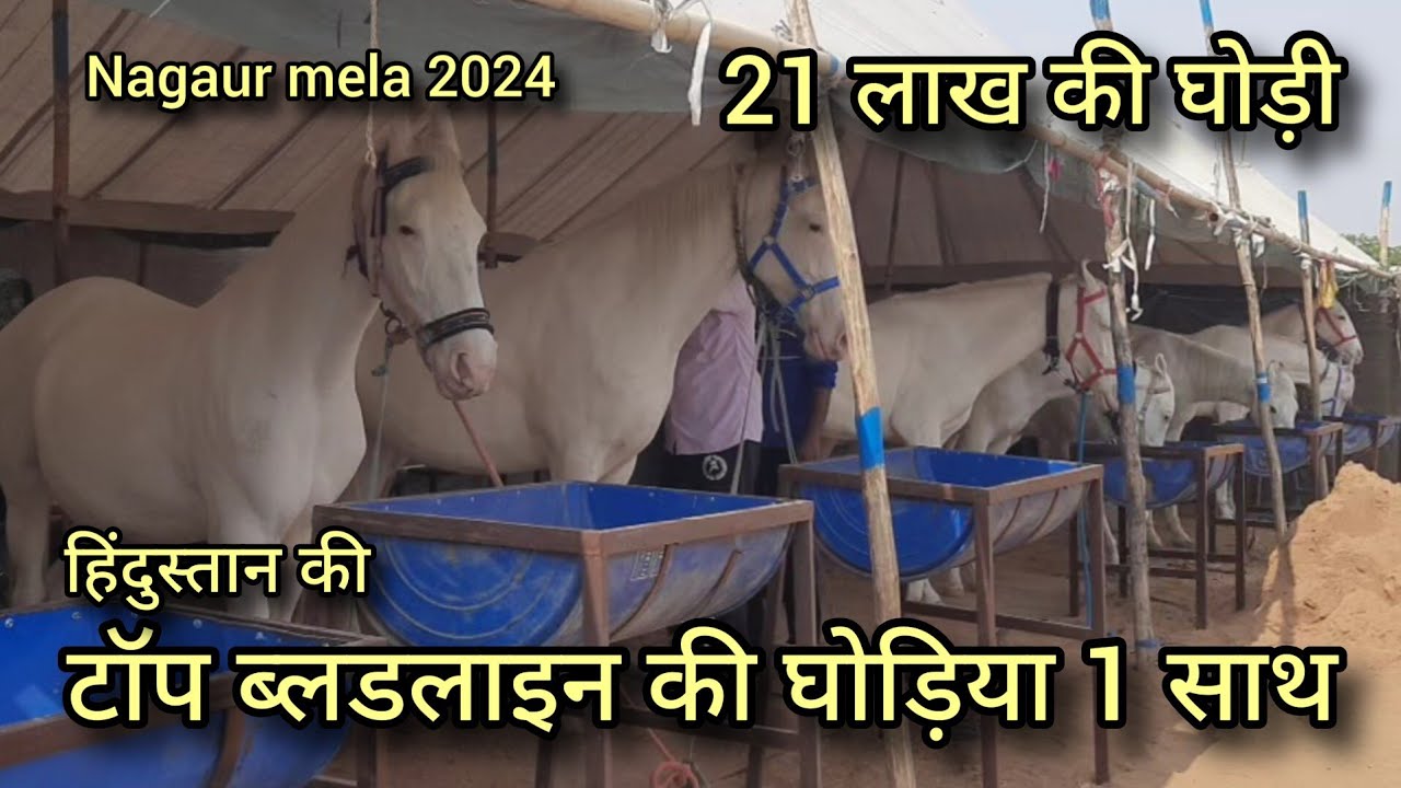 सबसे हाइट वाली 21 लाख की घोड़ी | deepsa stud farm sikar | nagaur mela 2024