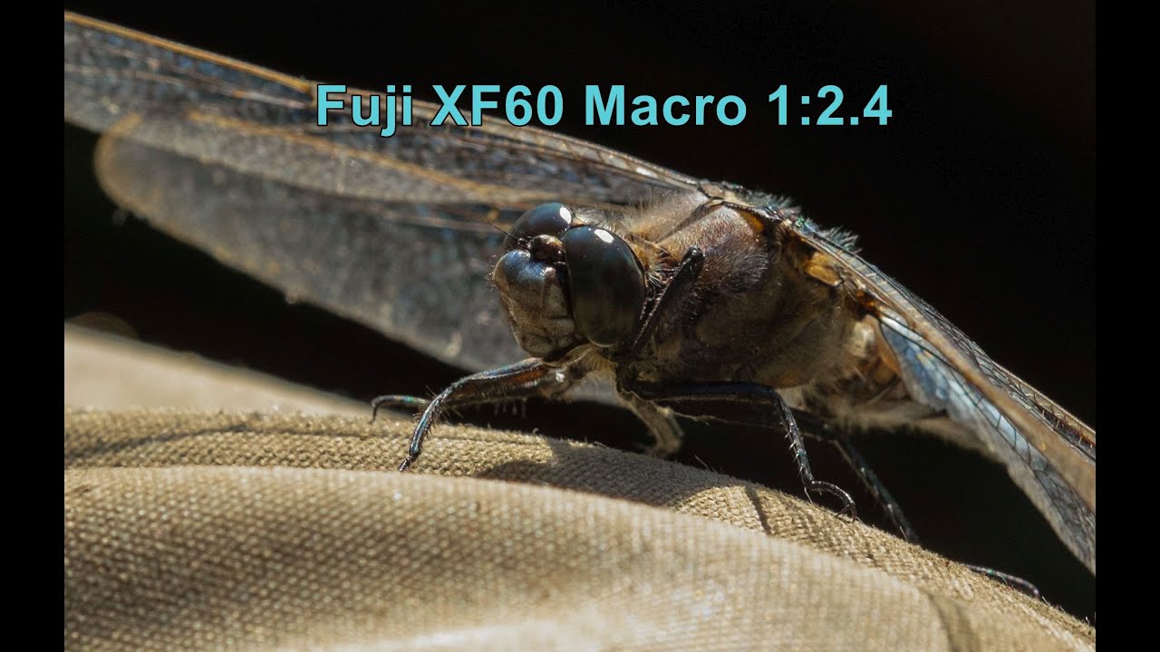 Fuji XF60 Macro - Libellen und Mähdrescher...mann ist das scharf!