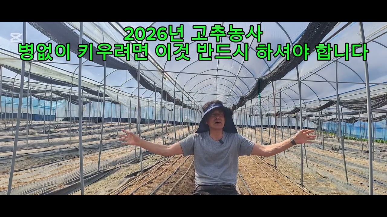 2026년 고추농사 병없이 키울려면 이것 반드시 하셔야 합니다