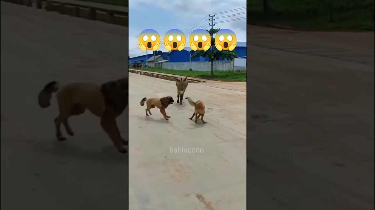 USA Moments That Make No Sense 😆...#bablucoco #funnyvideos #funny #comedy #funnyclips #funniestvideo