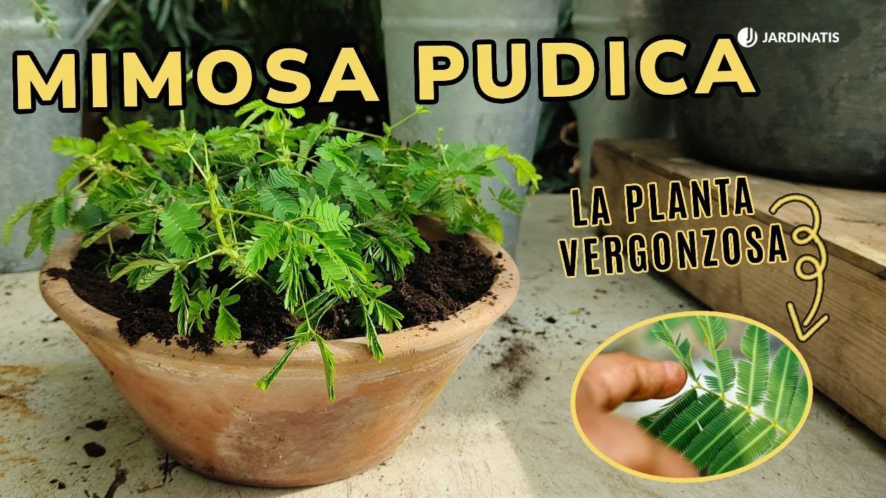 Cuidados MIMOSA PUDICA: La planta vergonzosa  // Jardinatis