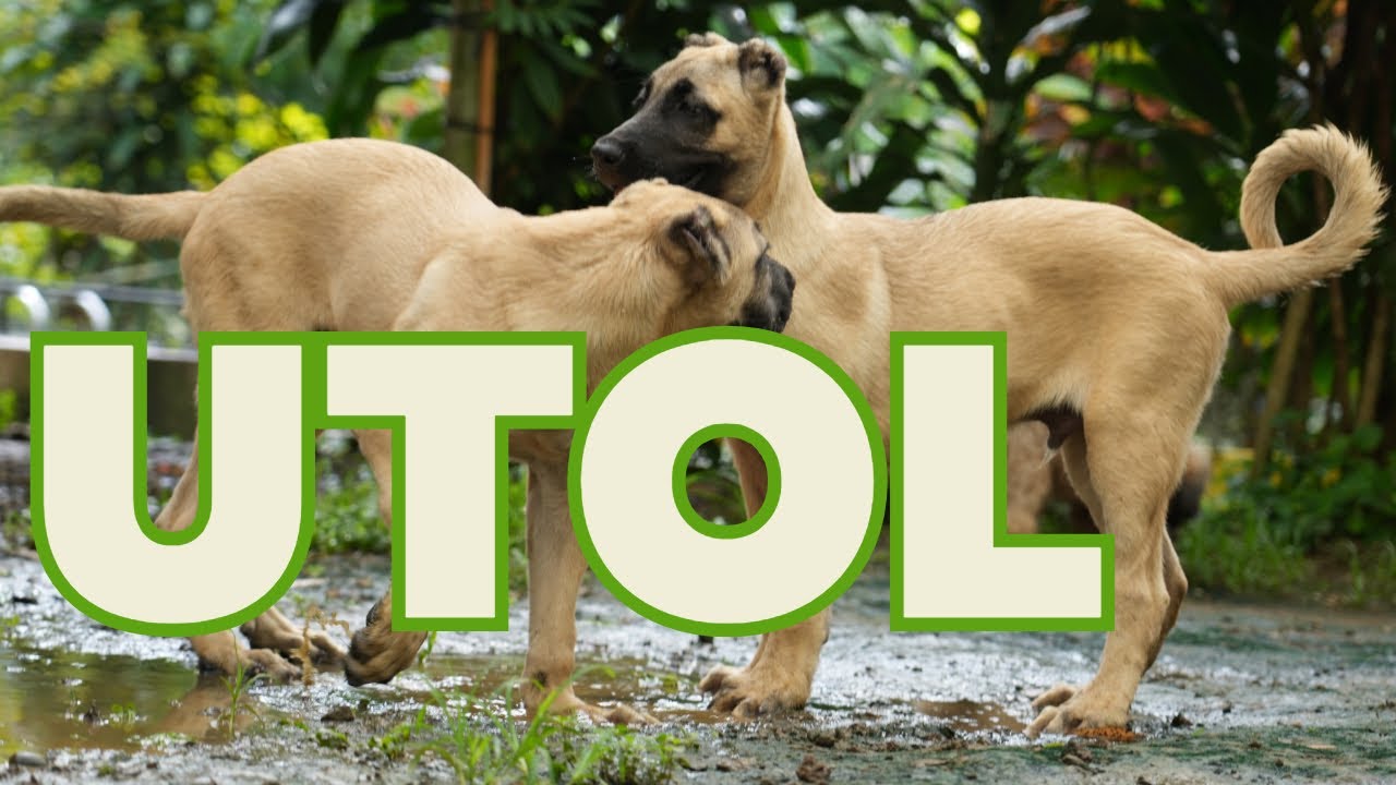 UTOL