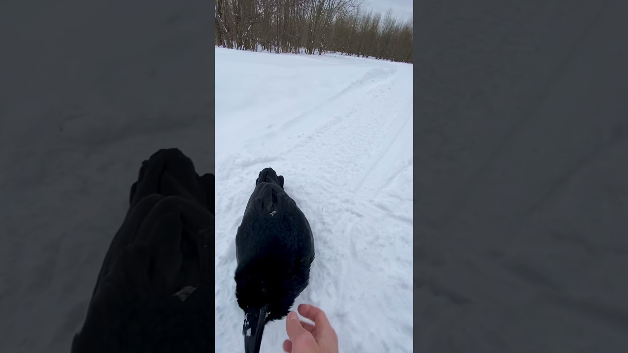 Домашний ворон! Что необходимо знать?