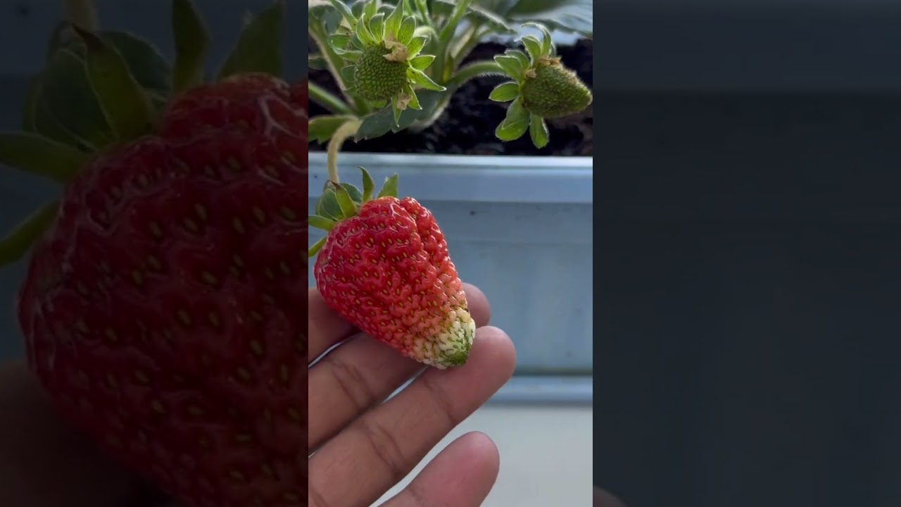 Клубника на подоконнике сорт Альбион 🍓 #альбион#strawberry#огороднаподоконнике#огород