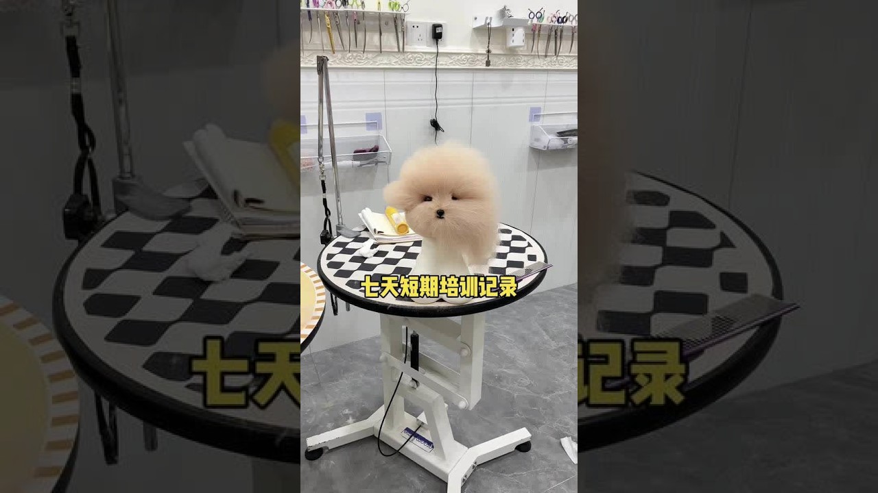 宠物美容七天的短期培训记录 又是一个跨越大半个中国来学习的，还好不虚此行~ #宠物美容造型 #宠物店 #宠物造型 #萌宠