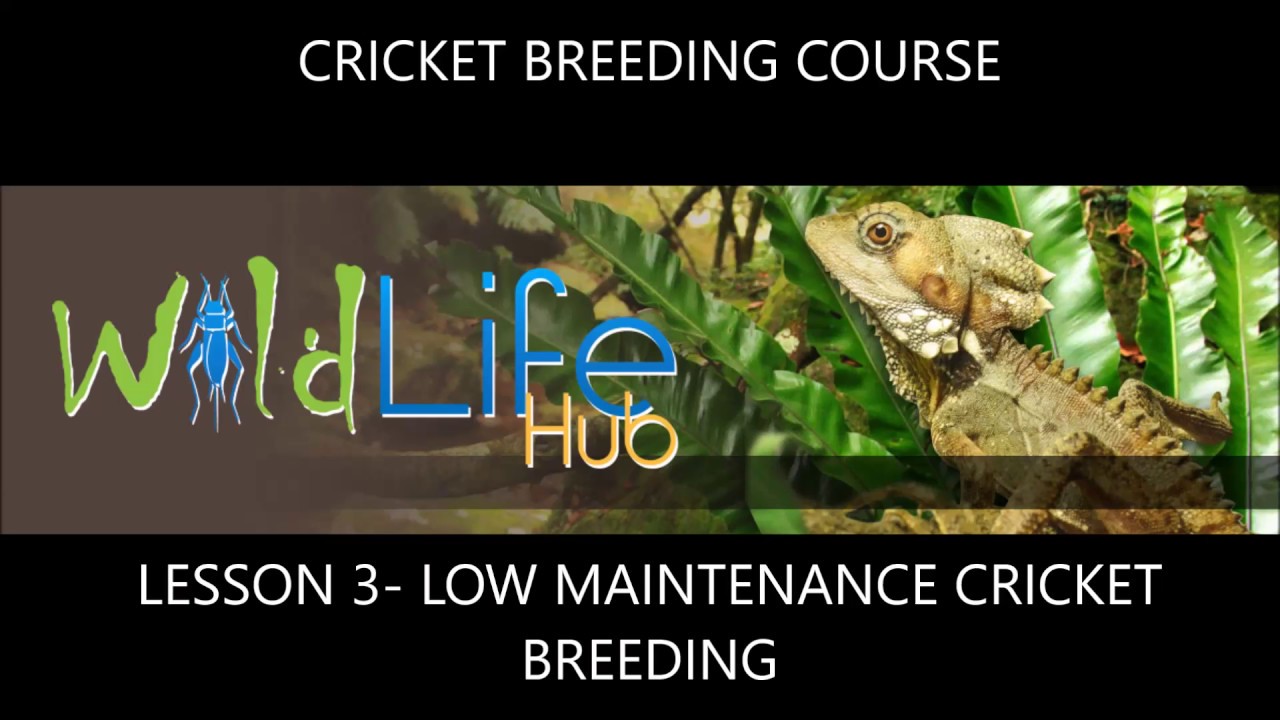 Lesson 3- Low Maintenance Cricket Breeding Methods