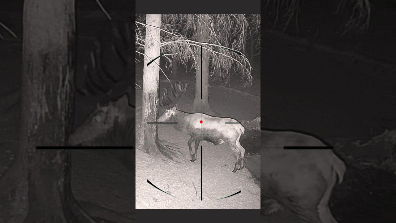 Deer hunting | Caccia al cervo | Chasse au cerf