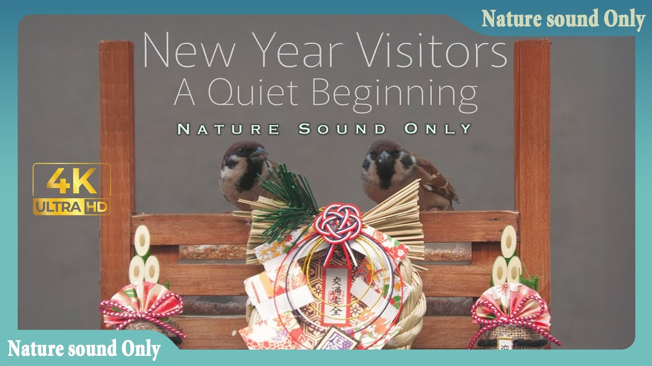 New Year Visitors — A Quiet Beginning ｜The Sound of Tiny Wings | Micro Wild Life | Nature Sound | 4K