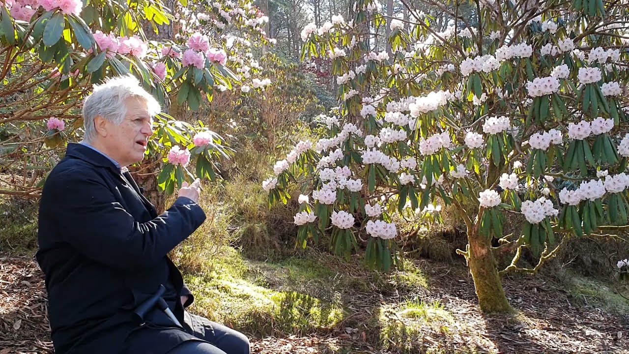 50 year-old Rhododendron calophytum