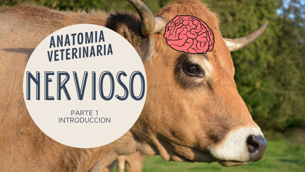 ANATOMIA DEL SISTEMA NERVIOSO - VETERINARIA - Parte 1