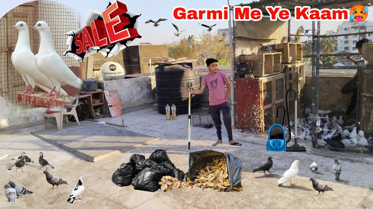Kabutar Sale Karne Wale Hai🥰 || Comment Pls🖍️ || #kabootar #pigeon #petsvlog #villageincity #sale