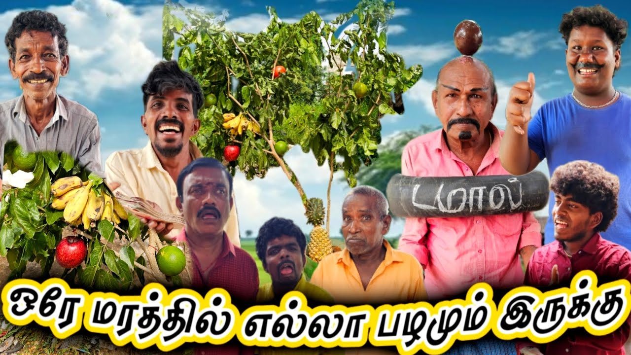 ஒரே செடியில் இத்தனை பழம் வளர்த்த சைனா காரன் | Pana Matta