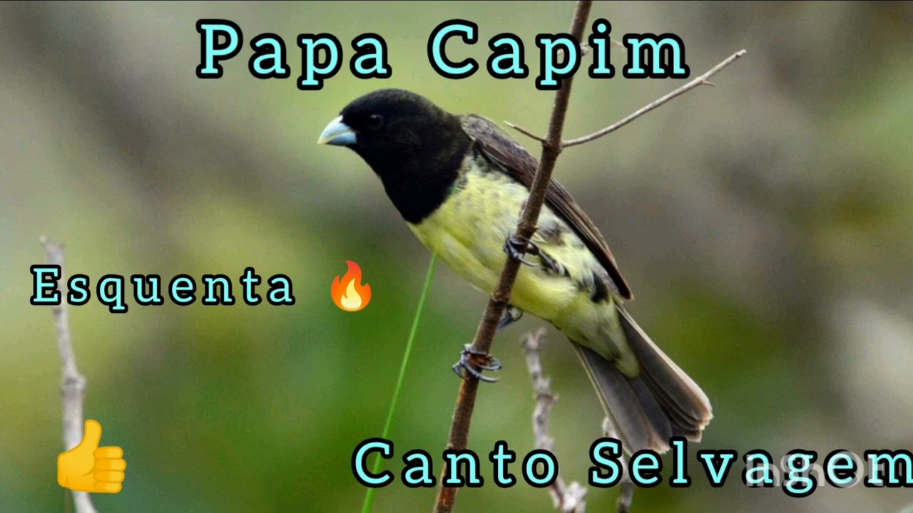 Papa Capim Canto original da natureza