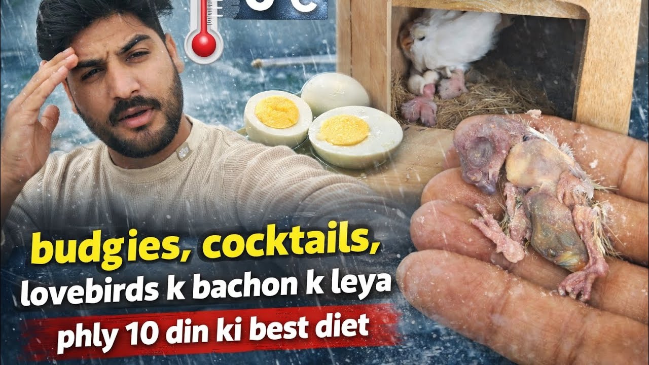 Budgies, Cockatiels, Lovebirds & Parrots Babies | Pehly 10 Din Ki Best Diet | Winter Care 6°C