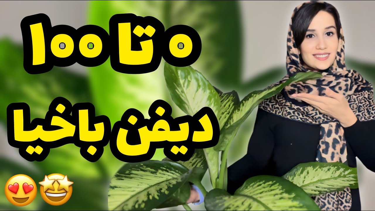 هر چیزی که در مورد دیفن باخیا باید بدونین اینجاست😎| مشکلات گیاه دیفن باخیا+درمان| روش تکثیر دیفن