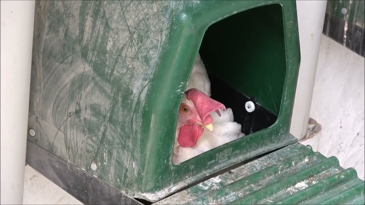 Ligorin Tavukları Ne Zaman Yumurtaya Gelir?