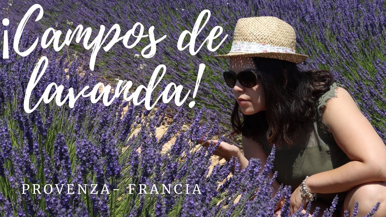 Campos de lavanda | Plateau de Valensole | Francia