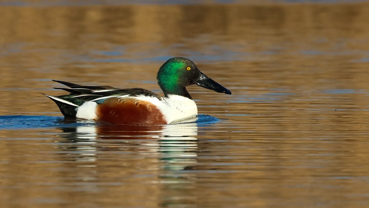 The magnificent foragring behaviour of Northern Shovelers 