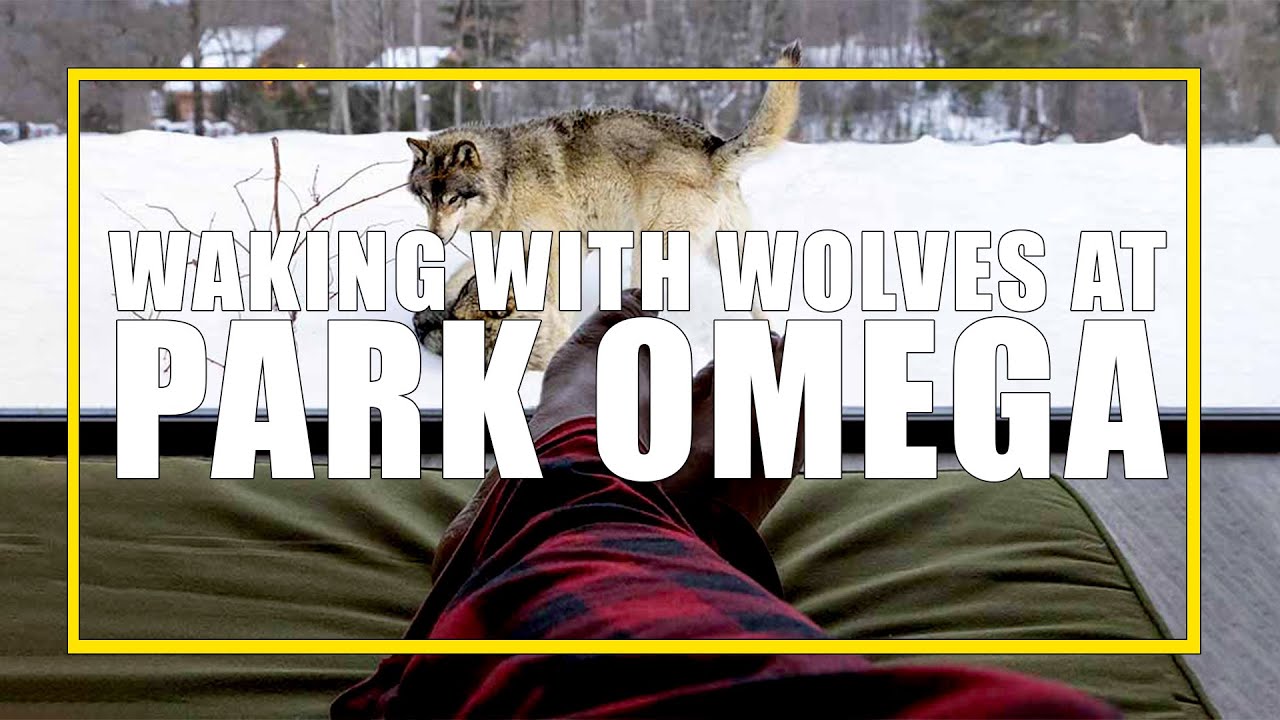 Waking among Wolves at Parc Omega in Quebec, Canada