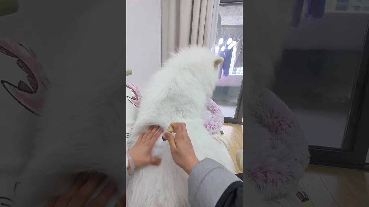 Vlog. Starry Sky who lives alone with three Yees and does moxibustion daily is a super wel