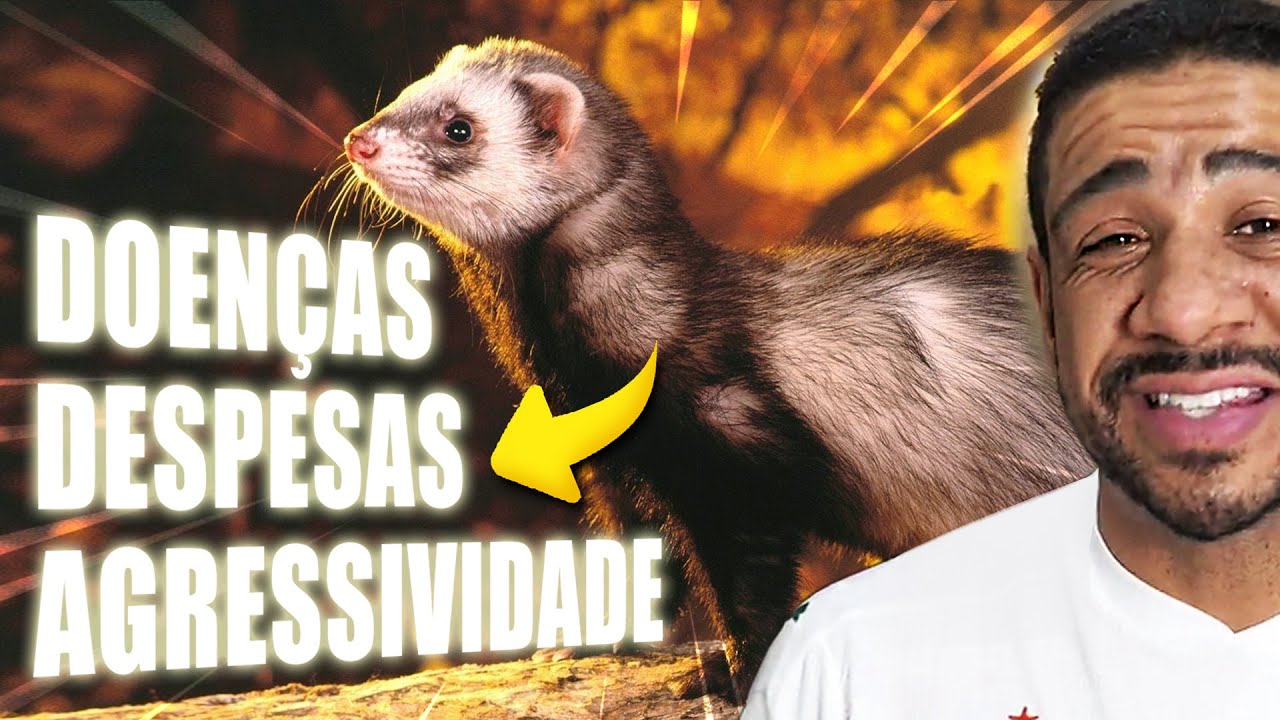 NÃO TENHA UM FURÃO (FERRET) ANTES DE VER ESSE VÍDEO