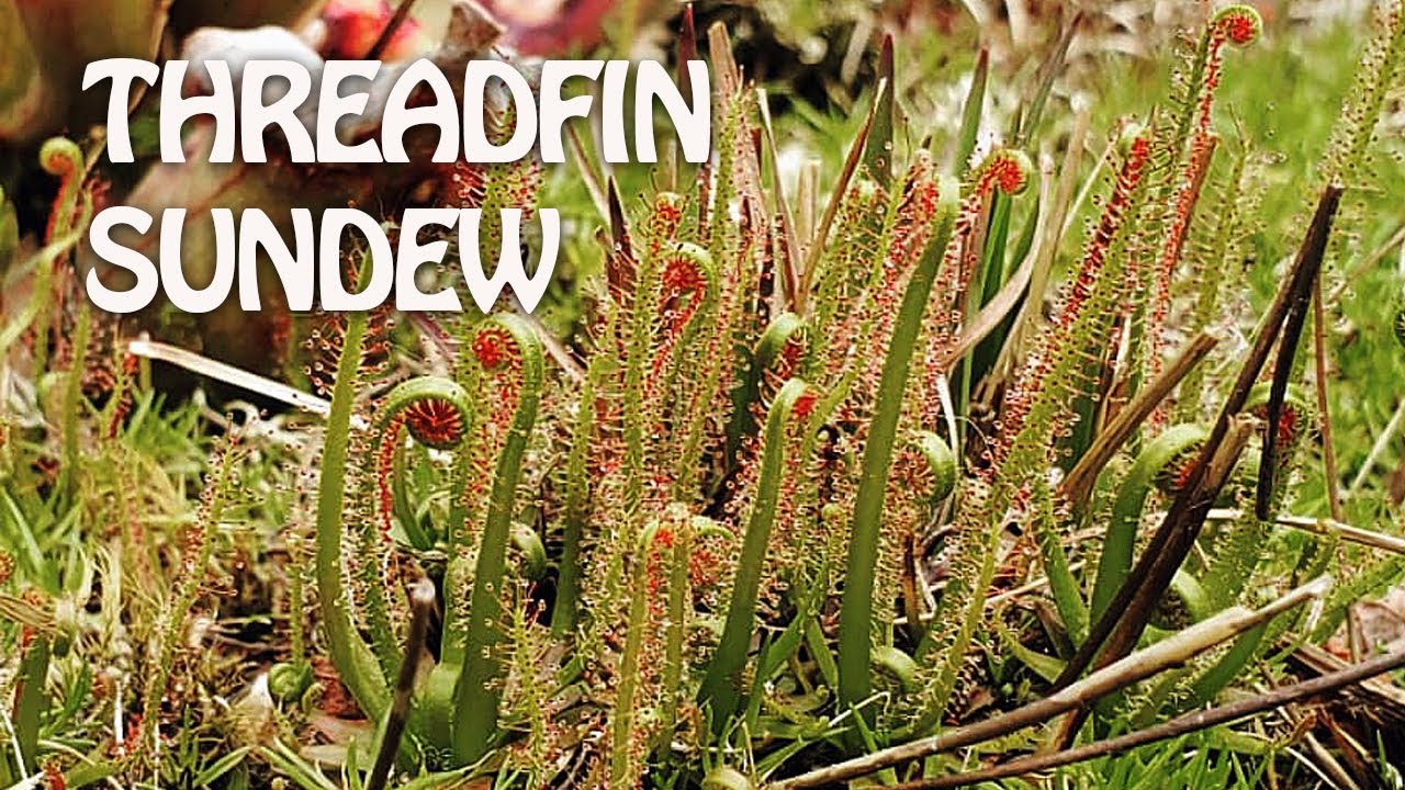 Best Beginner Sundew