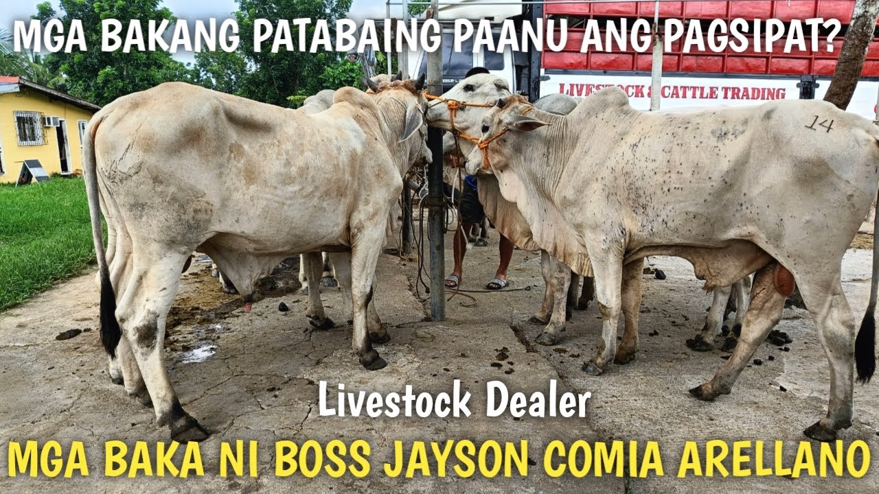 Paraan ng Pagsipat ng Patabaing Baka!Boss Jayson Comia Arellano
