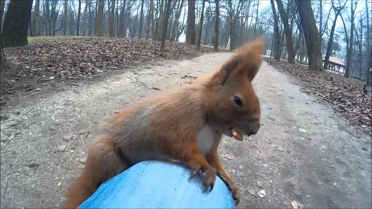 Atak dzikich wiewiórek ...