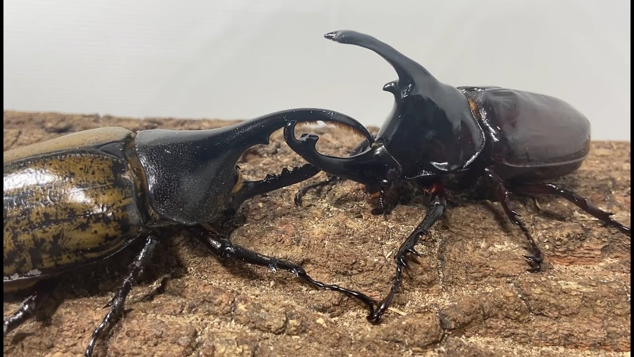 カブトムシクワガタ最強決定戦 第3回ミドル級GP(旧スーパーミドル級)