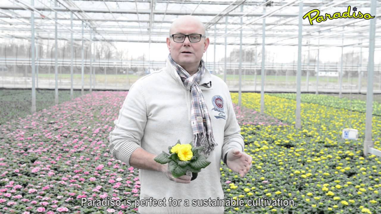 Primula Paradiso by Gardener Polman (english subtitled)