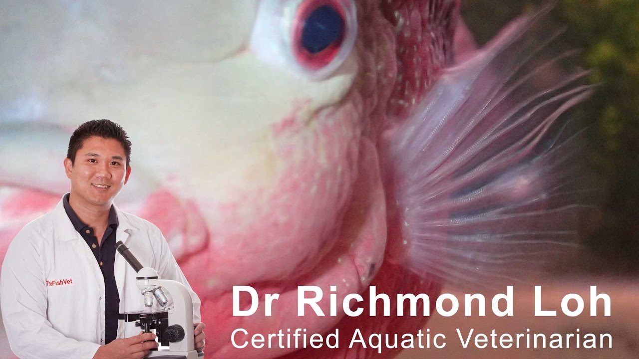 Что это за белые пятна на грудных плавниках рыб?