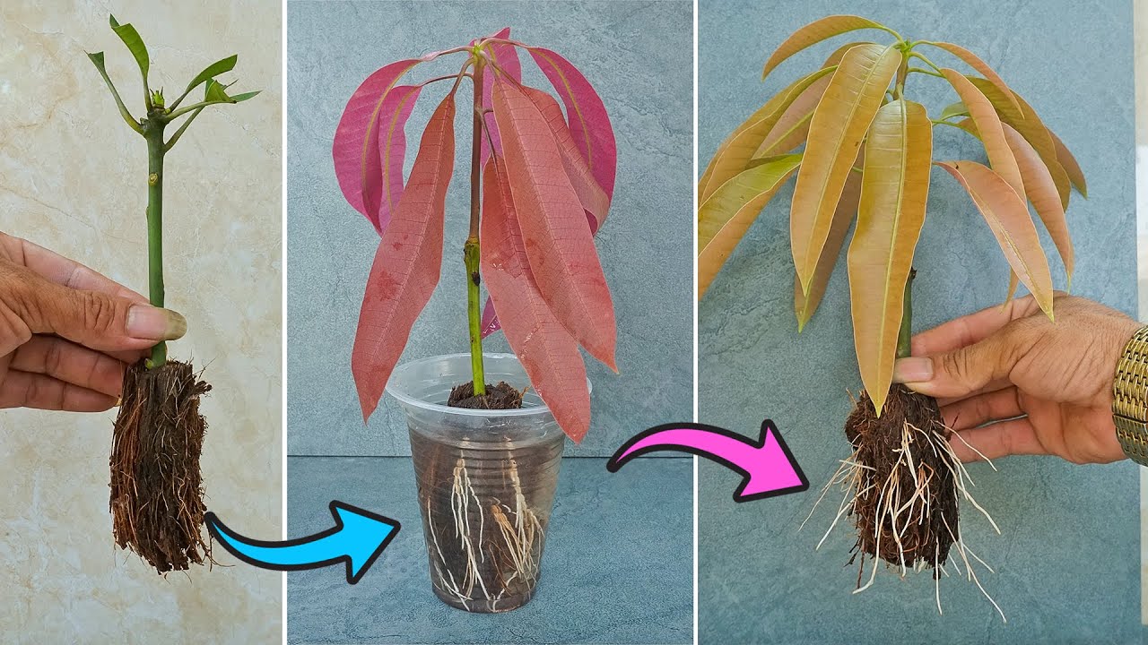 Air Layerage Hormone Technique | How To Propagate Mango Tree Faster & Easy