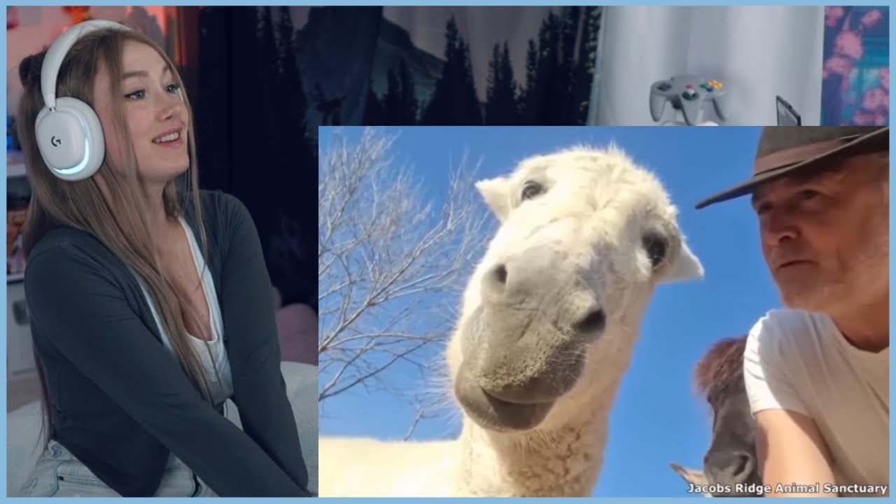 Funniest Internet Clips REACTION!!!