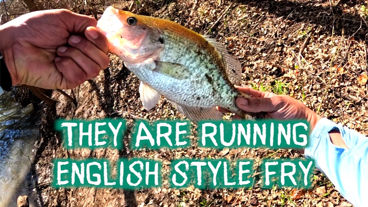 White bass starting to run in central Texas #panchothings #fishing #crappiefishing #whitebass #fye