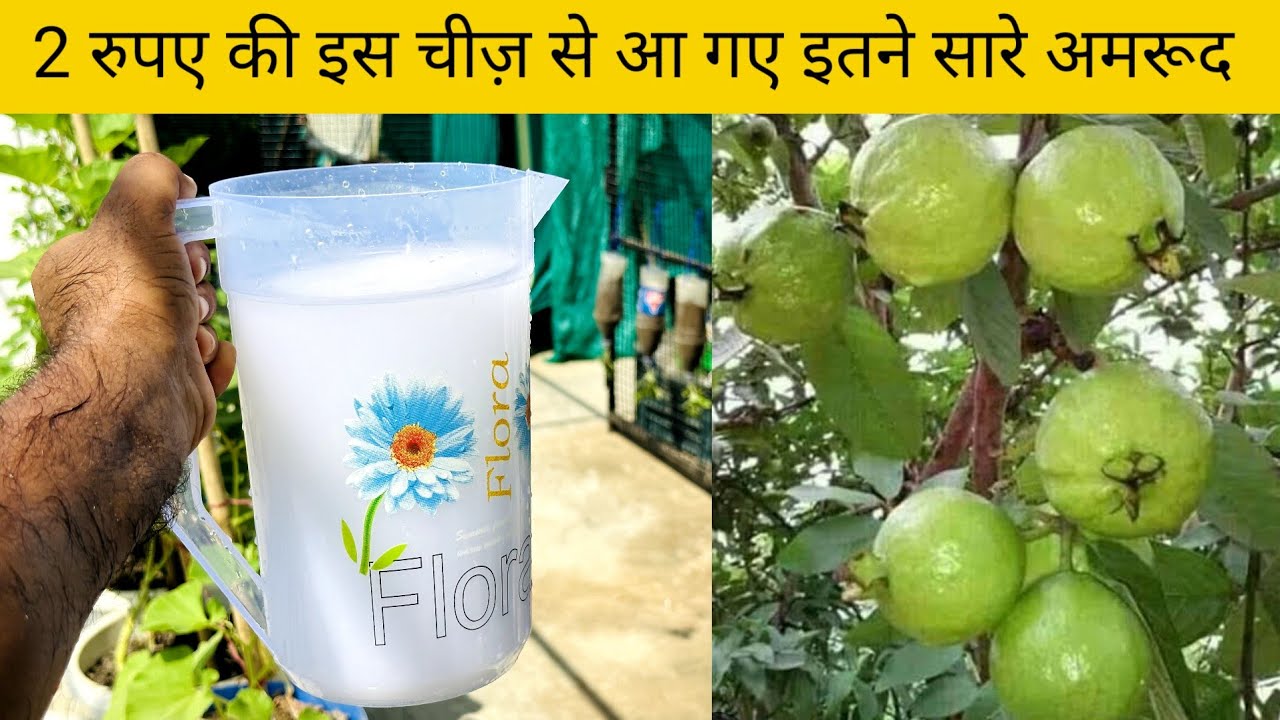 Use this magic homemade Fertilizer and get more fruit on guava