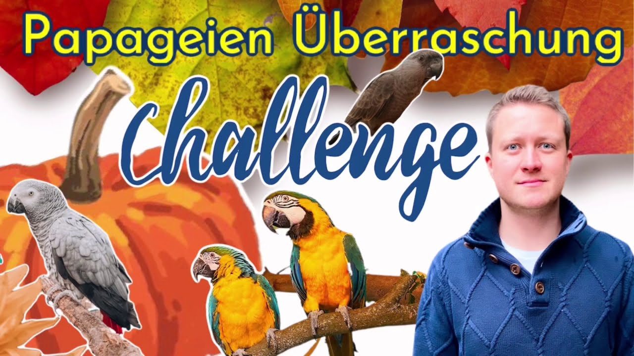 Dein Papagei - Papageien Überraschung & Kürbis Challenge