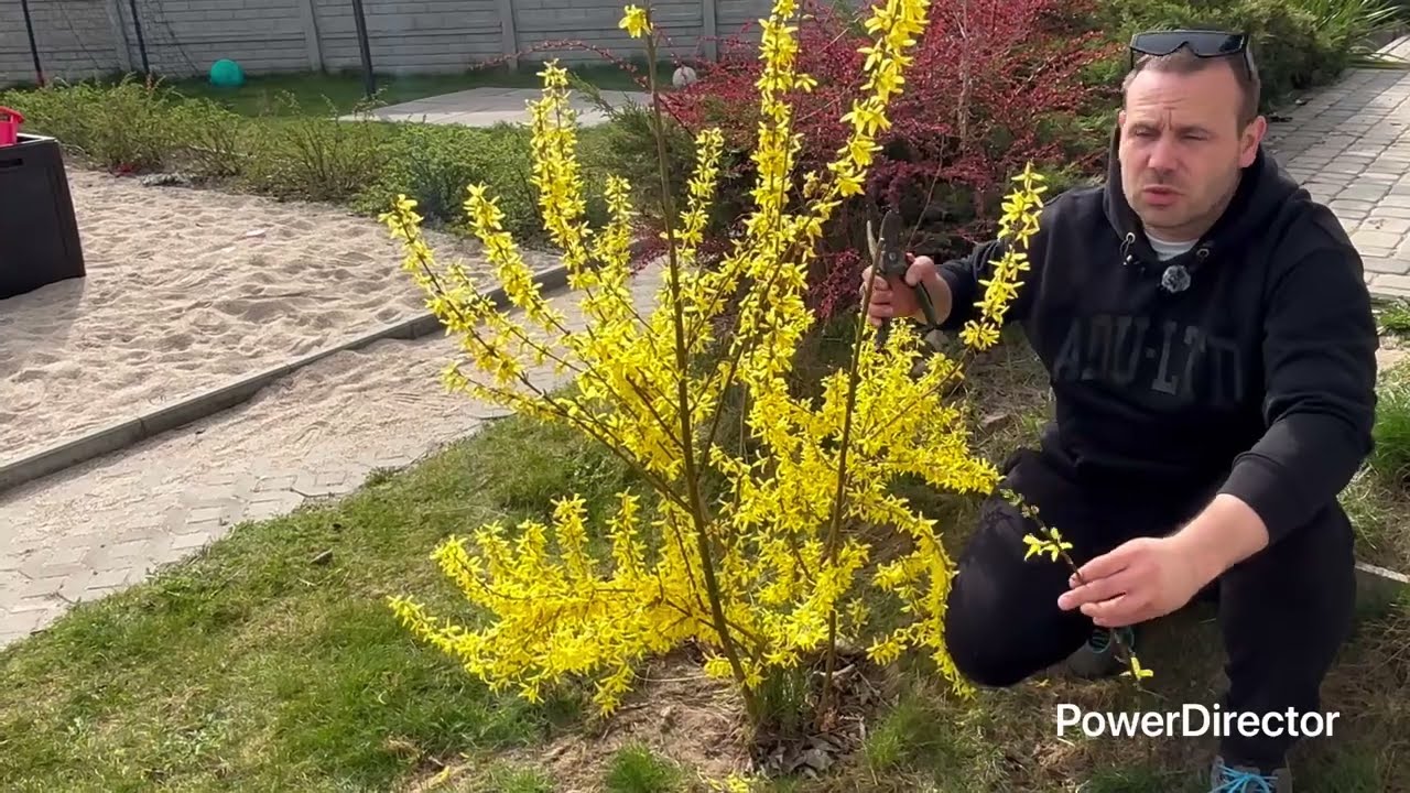 Forsycja cięcie. Kiedy ciąć forsycje?