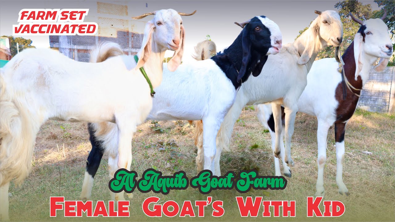 Female Goat&rsquo;s With Kid Farm Vaccinated At Al Aquib Goat farm