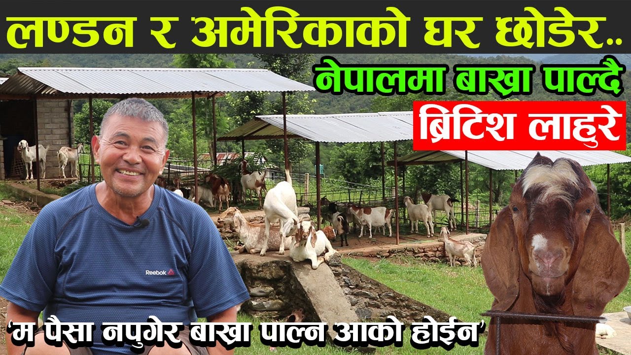 नेपालमा भेटियो ब्रिटिश लाहुरेको बाख्रा फार्म । बाख्रा पाल्न लण्डन र अमेरिकाको घर छोडे│Nepal Chitra
