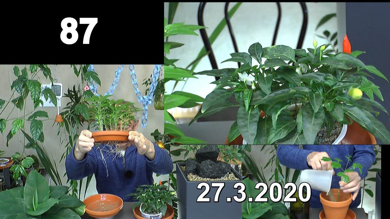 Chili Bonsai im Haus. Die Entwicklung und was wir jetzt machen und Klimbim