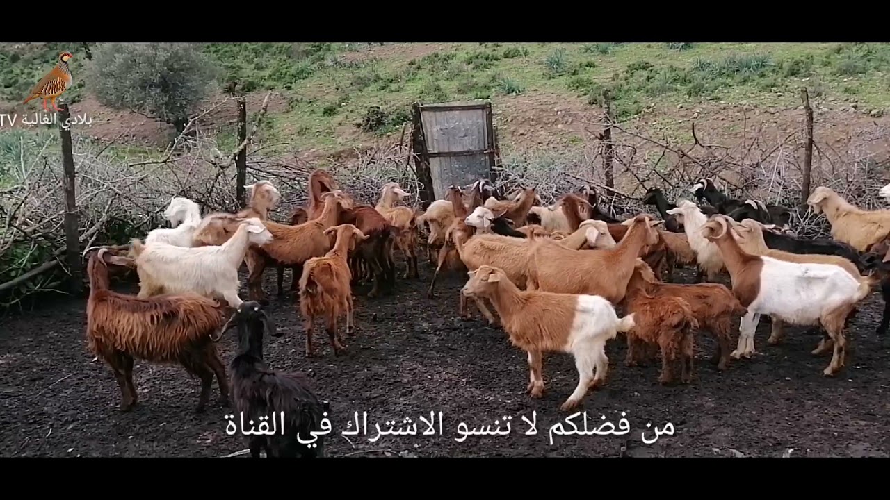 من قلب البادية المغربية/ العروبية الاصيلة