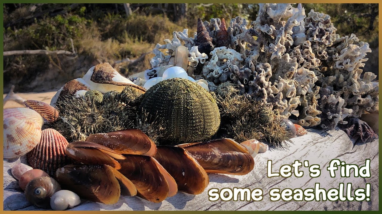 Finding Seashells at Burrum Heads | Sea Urchins and Coral [Shelling]