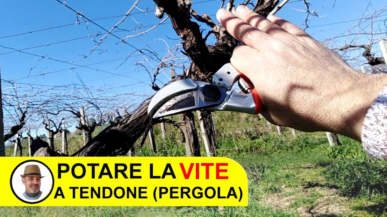 POTARE LA VITE A TENDONE O PERGOLA