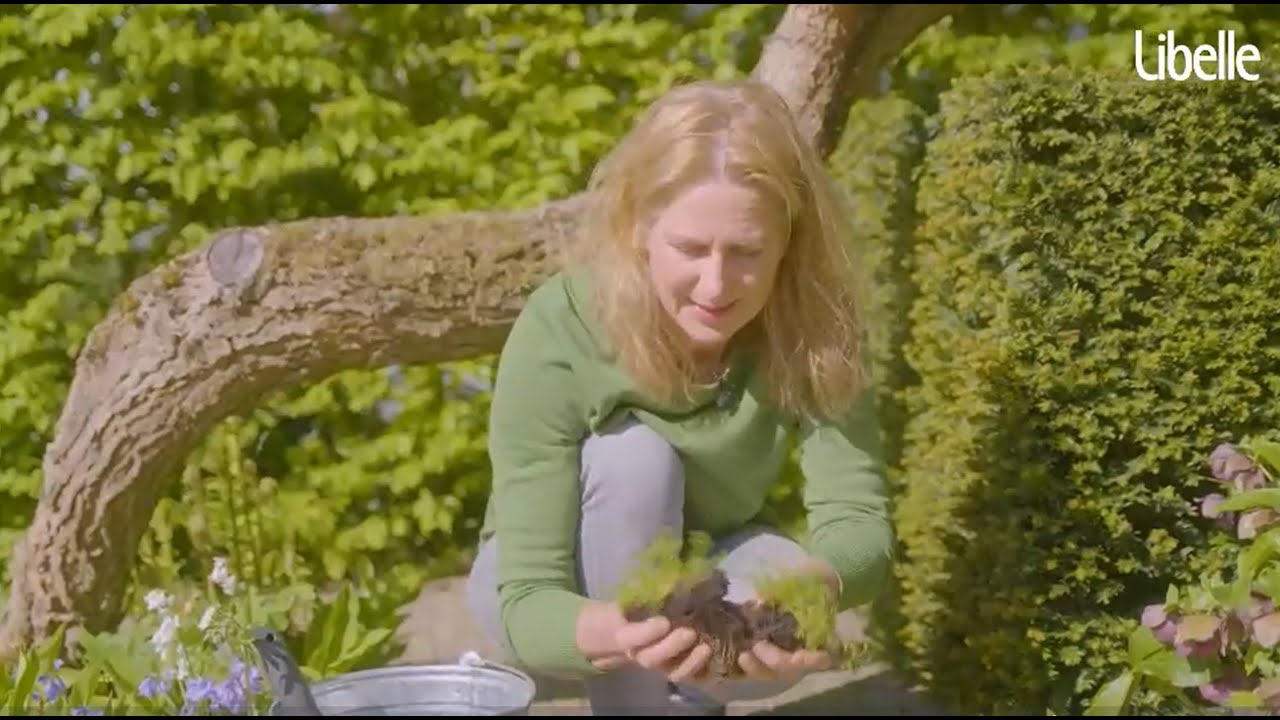 Groene voegen in je terras? Zo ga je aan de slag! (i.s.m. Libelle Nest)
